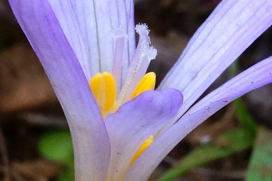 Colchicum cfr. nanum
